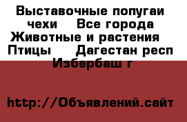 Выставочные попугаи чехи  - Все города Животные и растения » Птицы   . Дагестан респ.,Избербаш г.